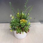 Chậu sen đá mix trang trí kệ tủ